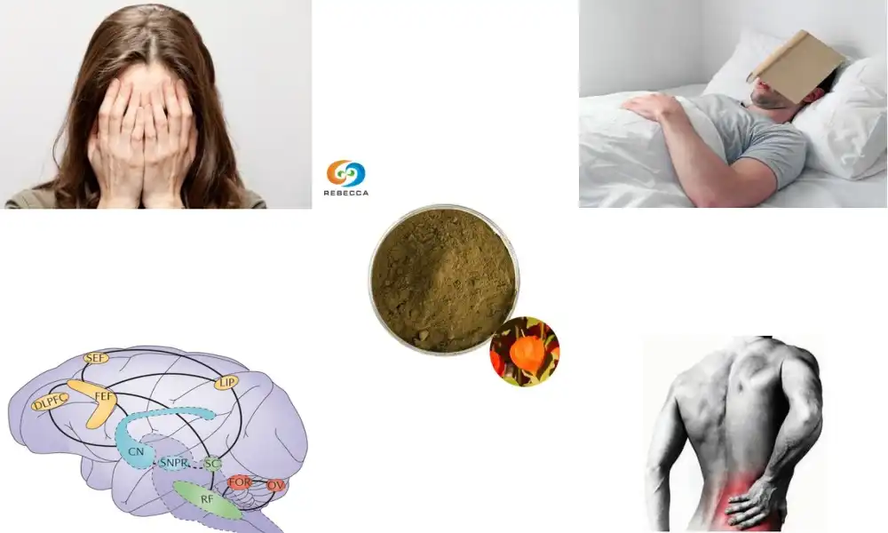 What is withania somnifera root powder used for?